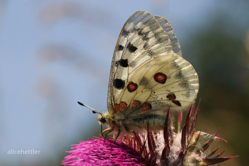 Roter Apollo (Parnassius apollo)